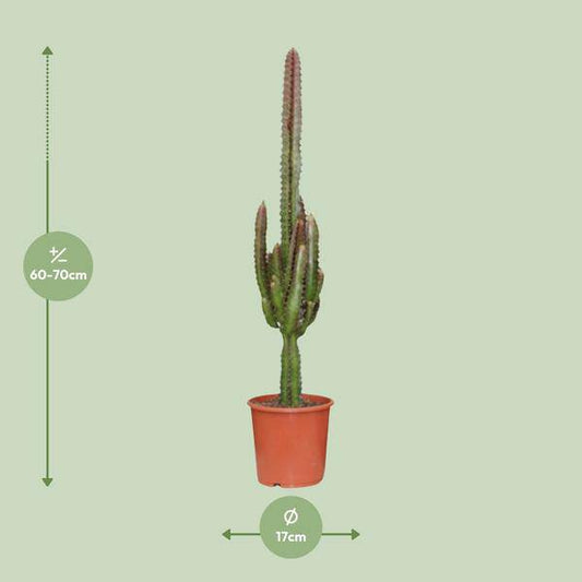 Dreikantige Wolfsmilch - Euphorbia Trigona Rubra - Zimmerpflanze - Ø17cm - ↕70cm