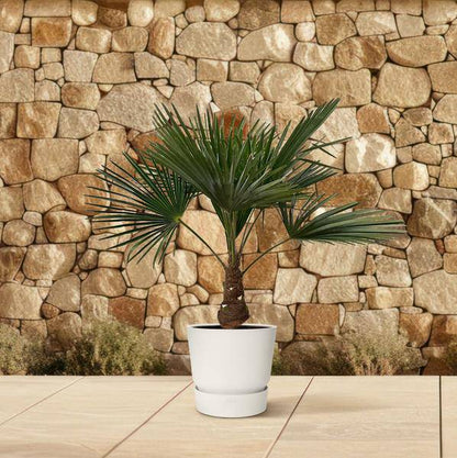 Hanfpalme - Trachycarpus - Zimmerpflanze - 100cm - ø21cm