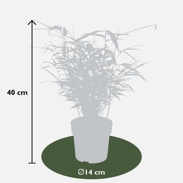 Schirmbambus Fargesia rufa – 4 Pflanzen – ca. 40cm hoch Ø14cm – Kompakter, horstbildender Bambus – Winterhart & pflegeleicht – Für Garten, Balkon & Teichrand