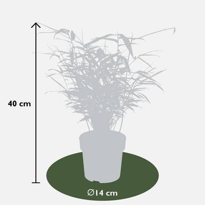 Schirmbambus Fargesia rufa – 4 Pflanzen – ca. 40cm hoch Ø14cm – Kompakter, horstbildender Bambus – Winterhart & pflegeleicht – Für Garten, Balkon & Teichrand