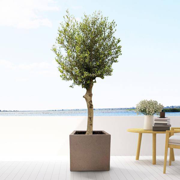 Topf Grigio Würfel Bronze - D50cm x H50cm