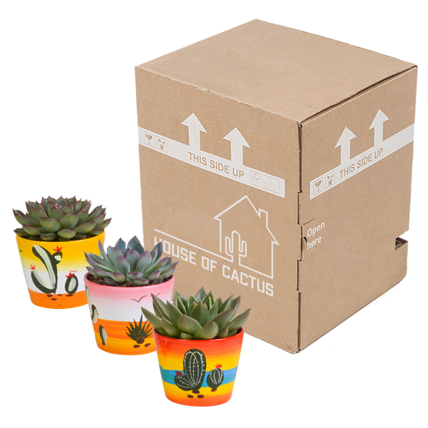 Steinrose - Echeveria Mix - Zimmerpflanze - 10,5 cm - 3 Stück - im Mexicaanse Topf
