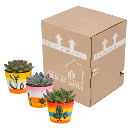 Steinrose - Echeveria Mix - Zimmerpflanze - 10,5 cm - 3 Stück - im Mexicaanse Topf