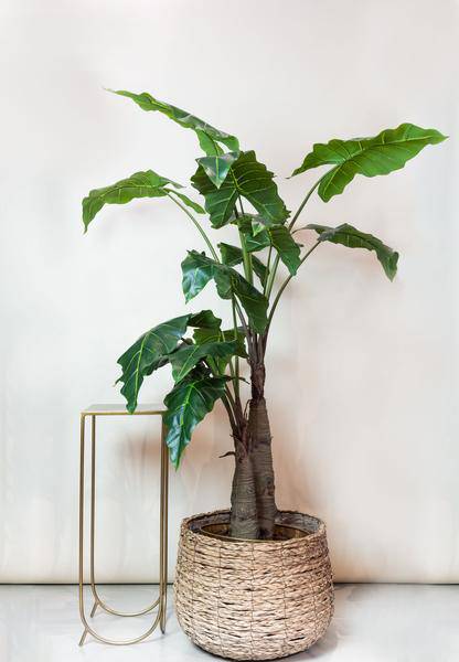 Kunstpflanze - Alocasia - 180 cm 