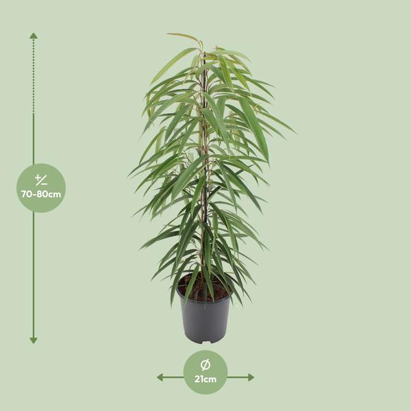 Schmalblättrige Birkenfeige - Ficus Binnendijkii Alii - Zimmerpflanze - Ø21cm - ↕80cm