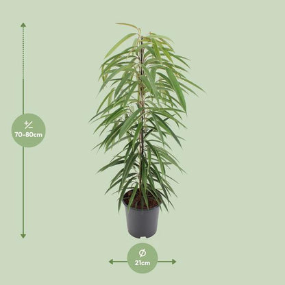 Schmalblättrige Birkenfeige - Ficus Binnendijkii Alii - Zimmerpflanze - Ø21cm - ↕80cm