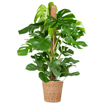 Monstera Deliciosa – Köstliches Fensterblatt – Zimmerpflanze – 120 cm – Ø24 cm – inkl. Pflanzkorb Torun – Trendige Blattstruktur, pflegeleicht, tropisches Flair 