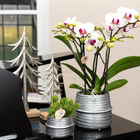 Weiße Phalaenopsis Gent-Orchidee im Groove-Dekotopf silber - Topfgröße Ø12cm | Blühende Zimmerpflanze im Blumentopf - frisch vom Züchter - Oasis of Life