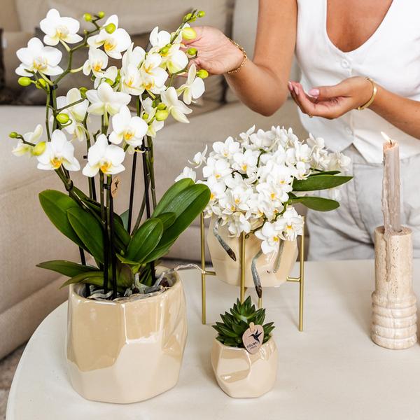 Kombi-Angebot Perlen Travertin Töpfe – 3er-Set Ø6/9/12 cm – stilvolle Keramik-Pflanzgefäße für Orchideen, Sukkulenten & Zimmerpflanzen 