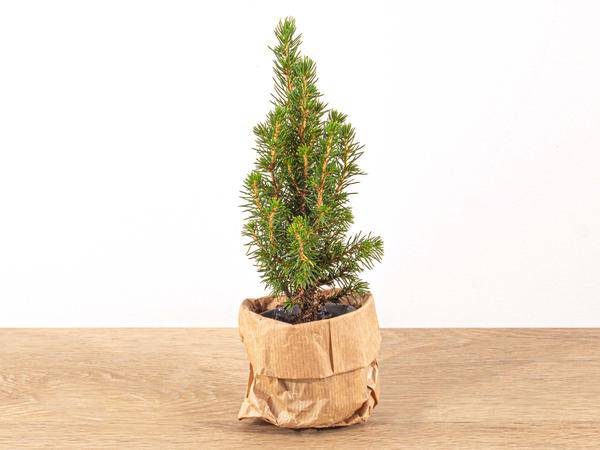 Zuckerhutfichte - Picea Glauca Perfecta - Baby Weihnachtsbaum - ↕15-20 cm - Ø6cm 