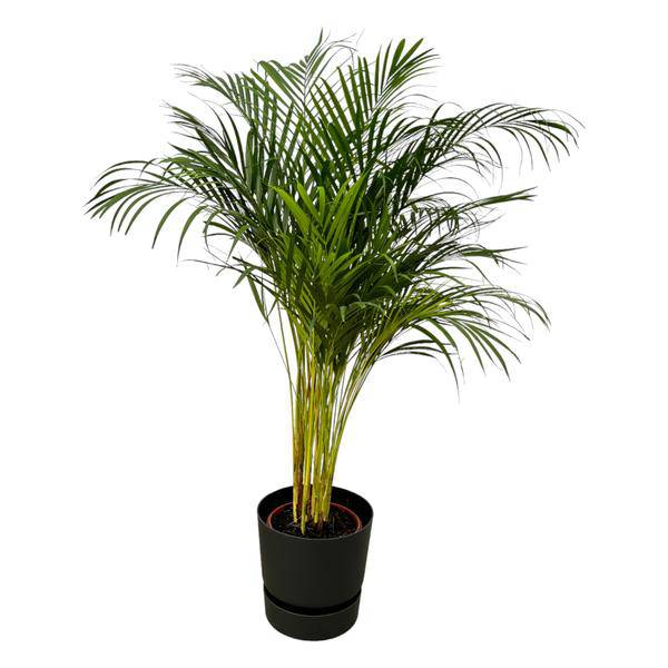 Areca Palme - Betelpalme - Zimmerpflanze - ↨130cm - Ø24cm + Topf Greenville Schwarz D30xH28