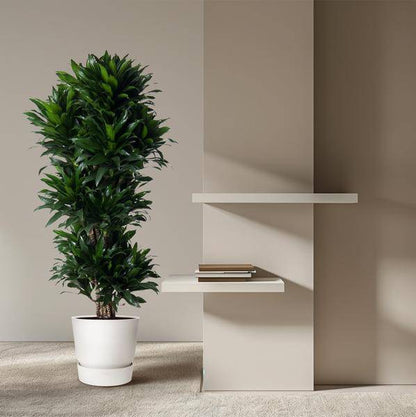 Drachenbaum - Dracaena Compacta - Zimmerpflanze - 140cm - ø31cm