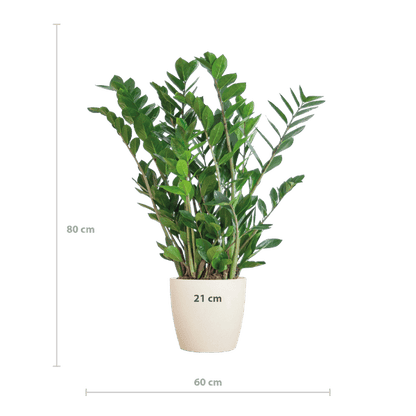 Zamioculcas Zamiifolia - Glücksfeder - Zimmerpflanze ↕80cm - Ø21cm + Topf Viber Weiß