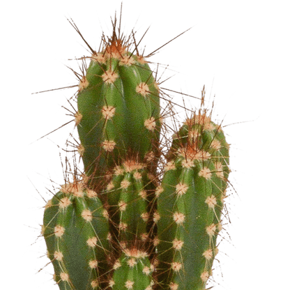 Kakteen - Mix - 5,5 cm - 5 Stück - Zimmerpflanze - im Topf
