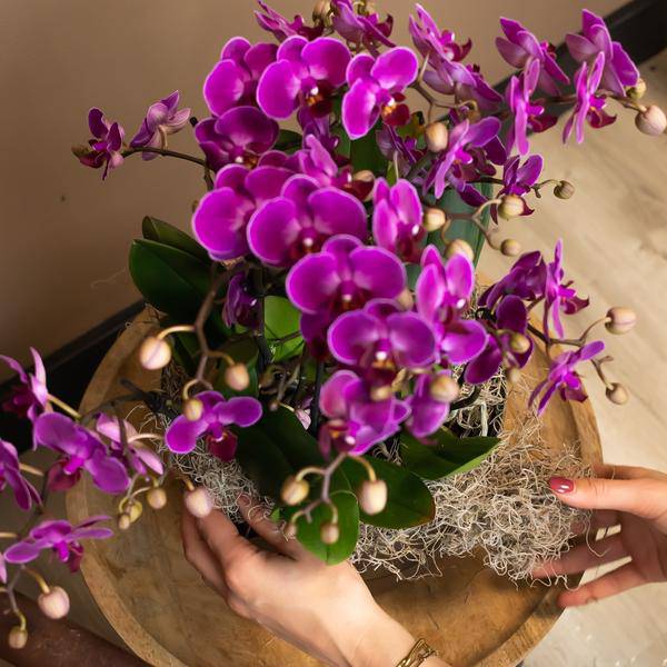 Kolibri Orchids | Lilac Phalaenopsis Orchid - Morelia - Topfgröße Ø9cm | blühende Zimmerpflanze - frisch vom Züchter - Oasis of Life