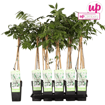Weißer Blauregen - Wisteria floribunda 'Longissima Alba' - Weißer Regen - Ø15cm - ↕65cm