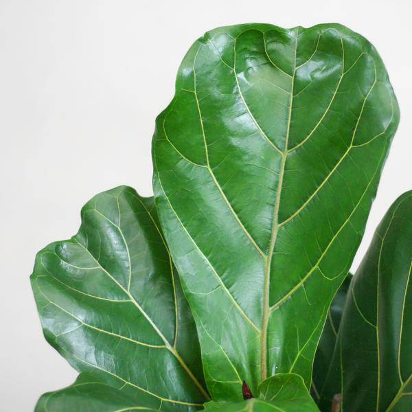 Ficus Lyrata - Geigen-Feige - Zimmerpflanze - ↕80cm - Ø21cm + Topf Viber Grau
