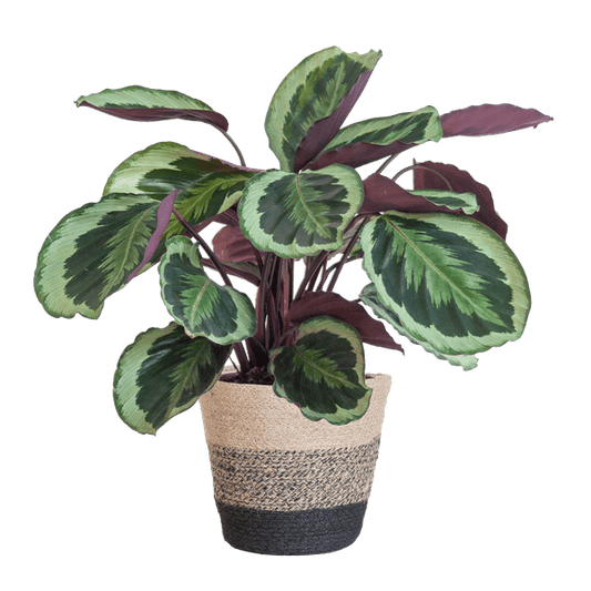 Calathea Medaillon 65cm – Korbmarante Zimmerpflanze Ø21cm im schwarzen Jutekorb Lissabon – tropische Grünpflanze mit dekorativen Blättern 
