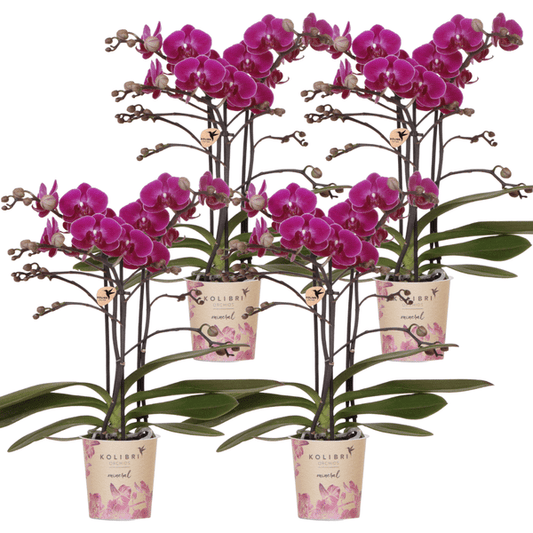 Phalaenopsis Orchideen Morelia Lila – 4 Orchideen – Zimmerpflanze Ø9cm – Orchideen mit 2-3 Blütenstielen – exotische Blütenpracht für Zuhause & Büro 