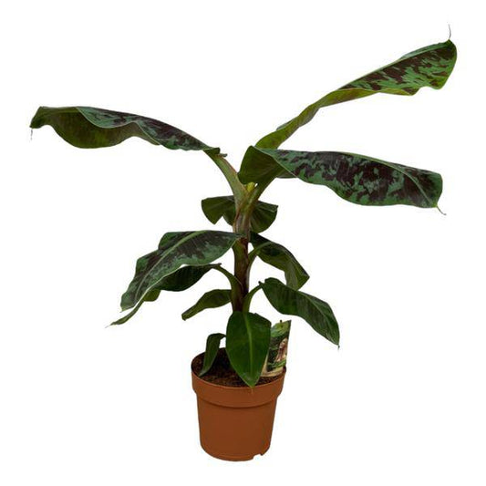 Bananenpflanze Musa – tropische Zimmerpflanze – Höhe ca. 80cm – Ø21cm – dekorative Pflanze mit großen grünen Blättern für Wohnzimmer, Büro & Balkon 