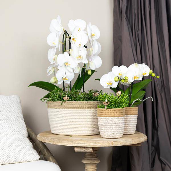 Phalaenopsis Orchidee Weiß Niagara Fall – Ø12cm – ca. 55–60cm hoch – Blühende Zimmerpflanze mit großen Blüten – Elegante Orchidee als Deko & Geschenkidee 