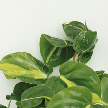 Baumfreund - Philodendron Scandens Brasil - Zimmerpflanze - Ø12cm - ↕15cm - 4 Stück