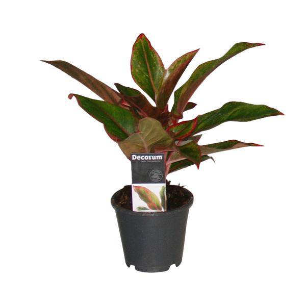 Kolbenfaden - Aglaonema Kreta - Zimmerpflanze - Ø12cm - ↕50cm