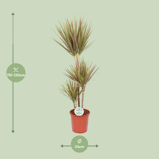 Drachenbaum Dracaena Bicolor – Ø24cm – ↕115cm – Exotische Zimmerpflanze – Luftreinigend & Pflegeleicht 