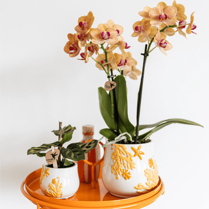 Calathea Makoyana - Pfauen-Korbmaranthe - Zimmerpflanze - Ø9cm