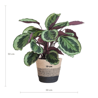 Calathea Medaillon 65cm – Korbmarante Zimmerpflanze Ø21cm im schwarzen Jutekorb Lissabon – tropische Grünpflanze mit dekorativen Blättern 