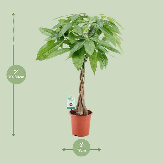 Glückskastanie - Pachira Aqautica - Zimmerpflanze - Ø19cm - ↕80cm