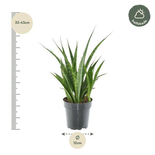 Sansevieria kirkii Friends - Bogenhanf - Zimmerpflanze - ↕38 cm - ø12cm 