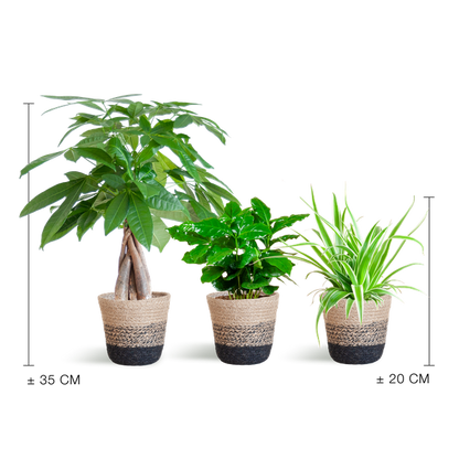 Tierfreundliches Pflanzset – Ungiftige Zimmerpflanzen für Katzen & Hunde – 3 Pflanzen Ø12 cm – Inkl. nachhaltigem Korb Lissabon Schwarz – Pachira, Grünlilie & Coffea – Sicher für Kinder & Haustiere 