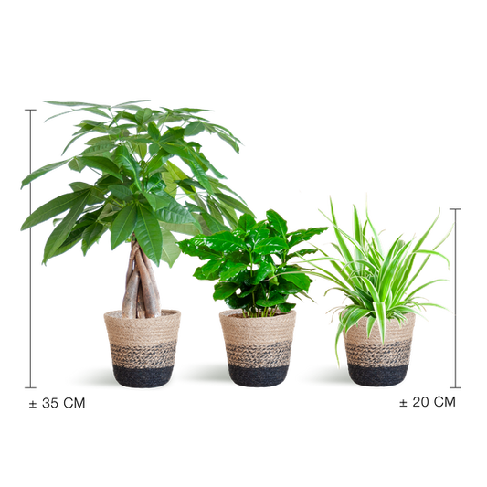Tierfreundliches Pflanzset – Ungiftige Zimmerpflanzen für Katzen & Hunde – 3 Pflanzen Ø12 cm – Inkl. nachhaltigem Korb Lissabon Schwarz – Pachira, Grünlilie & Coffea – Sicher für Kinder & Haustiere 