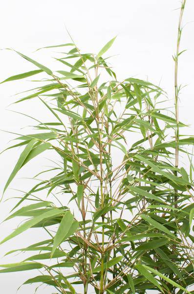 Schirmbambus Fargesia rufa – 4 Pflanzen – ca. 40cm hoch Ø14cm – Kompakter, horstbildender Bambus – Winterhart & pflegeleicht – Für Garten, Balkon & Teichrand