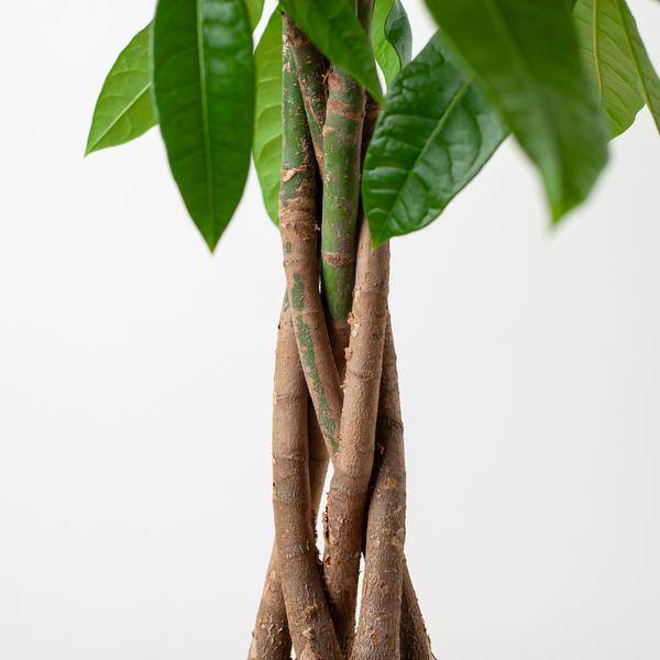 Pachira Aquatica - Glückskastanie - Zimmerpflanze - ↕80cm - Ø21cm + Korb Lissabon Weiß