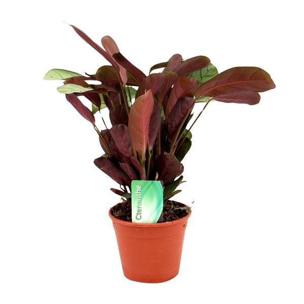 Korbmarante - Ctenanthe Amagris - Zimmerpflanze - Ø14cm - ↕25cm 