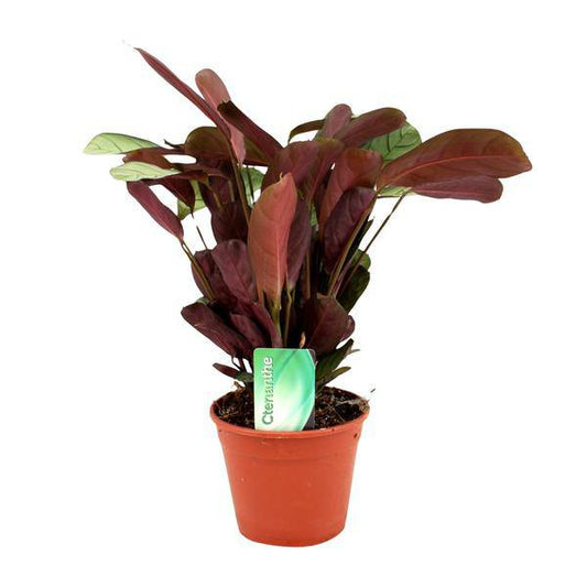 Korbmarante - Ctenanthe Amagris - Zimmerpflanze - Ø14cm - ↕25cm