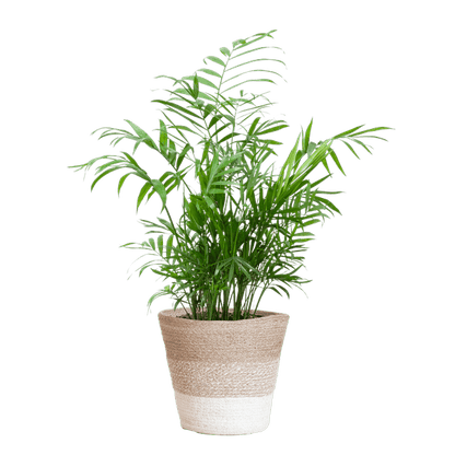Chamadorea Elegans Mexikanische Bergpalme – Zimmerpflanze ca. 55cm – Ø17cm – Im nachhaltigen Korb Lissabon Weiß – Elegante, pflegeleichte Zimmerpalme 