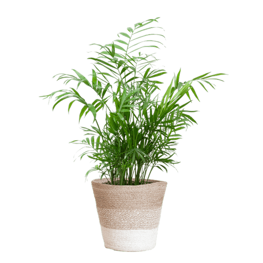 Chamadorea Elegans Mexikanische Bergpalme – Zimmerpflanze ca. 55cm – Ø17cm – Im nachhaltigen Korb Lissabon Weiß – Elegante, pflegeleichte Zimmerpalme 