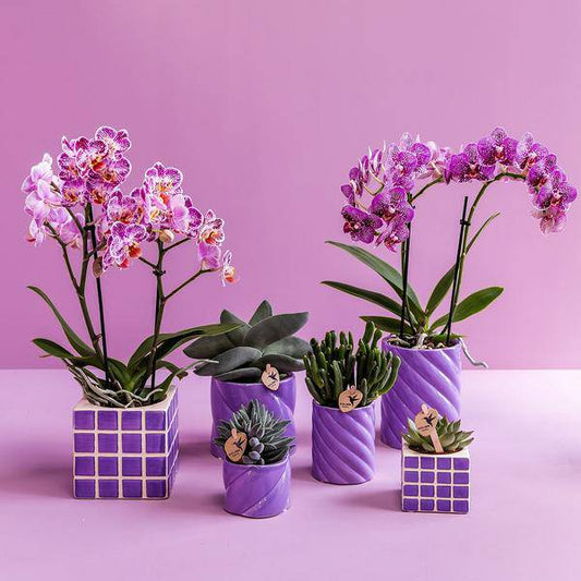 Candy Blumentopf Flieder Ø9cm – Dekorativer Keramiktopf in moderner runder Form – Pflanzentopf für Orchideen, Sukkulenten & Grünpflanzen – Stilvolle Blumendeko für Wohnzimmer, Küche & Büro 