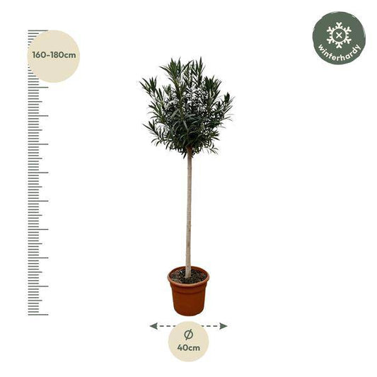Rosenlorbeer – Nerium Oleander auf Stiel mit roter Blüte 170cm – Ø40cm – Mediterrane Kübelpflanze – Immergrüne Zierpflanze für Garten, Terrasse & Balkon – Pflegeleicht 