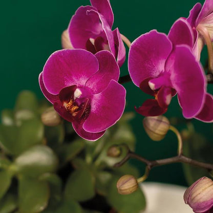 Komplettes Pflanzenset Hotel Chic - flieder | Grünpflanzen mit fliederfarbener Phalaenopsis-Orchidee inkl. Keramik-Ziertöpfe und Zubehör - Oasis of Life