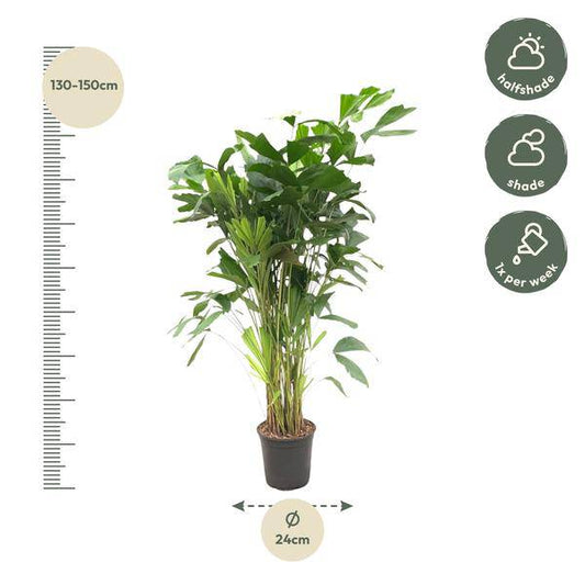 Caryota Mitis – Fischschwanzpalme – Zimmerpflanze ca. 140cm – ø24cm – Tropische Palme mit gefiederten Blättern für Wohnzimmer, Büro & Wintergarten 