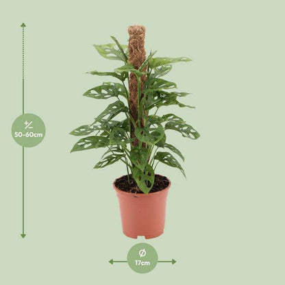 Fensterblatt - Monstera Monkey Leaf - Zimmerpflanze - Ø17cm - ↕60cm 