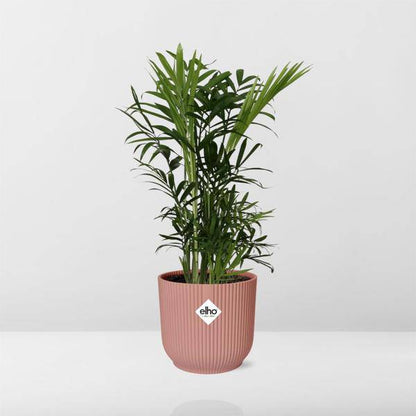 Mexikanische Bergpalme - Chamaedorea Elegans - Zimmerpflanze + Topf Vibes Fold 14cm Rosa
