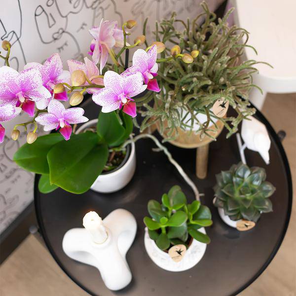 Rosa Phalaenopsis Orchidee - Mineral Rotterdam - Topfgröße Ø9cm | blühende Topfpflanze - frisch vom Züchter - Oasis of Life