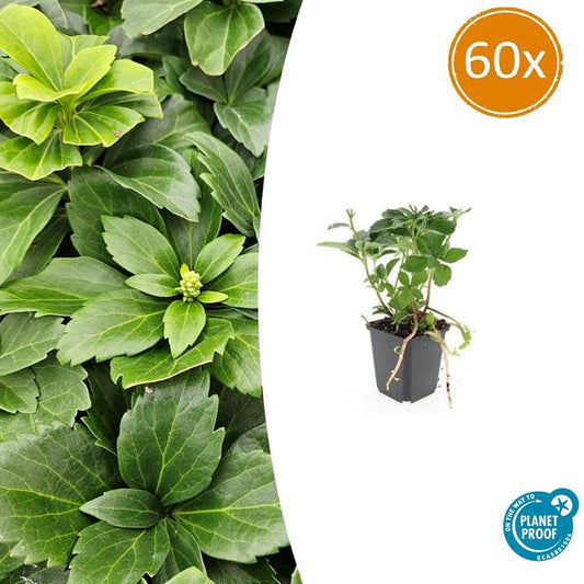 Pachysandra terminalis – 60 Pflanzen – Japanischer Ysander – Immergrüner Bodendecker – Schattengarten – Dichtes Dunkelgrün – Pflegeleicht