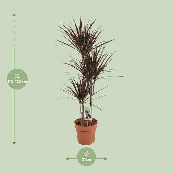 Drachenbaum - Dracaena Magenta - Zimmerpflanze - Ø21cm - ↕120cm