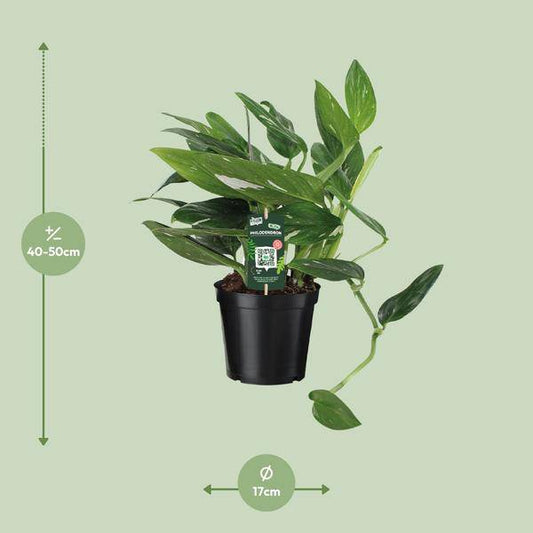 Baumfreund - Philodendron Cobra Toef - Zimmerpflanze - Ø17cm - ↕50cm 